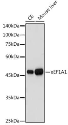 Western Blot: eEF1A1 AntibodyAzide and BSA Free [NBP2-92880]